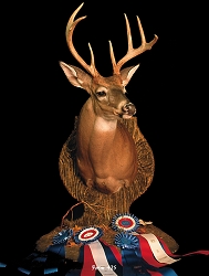 Whitetail Taxidermy Form 425 at Foster Taxidermy Supply