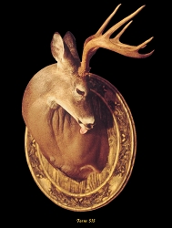 Whitetail Taxidermy Form 515 at Foster Taxidermy Supply