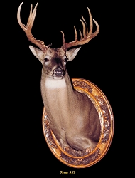 Whitetail Taxidermy Form 537 at Foster Taxidermy Supply
