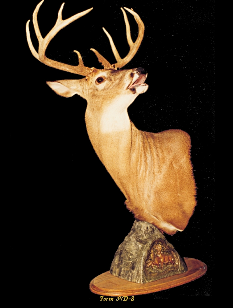 What are some good deer head mount poses?